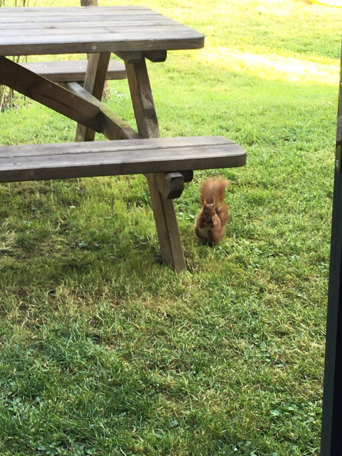 Ecureuil venant faire un petit coucou au pied de la table de pique-nique 