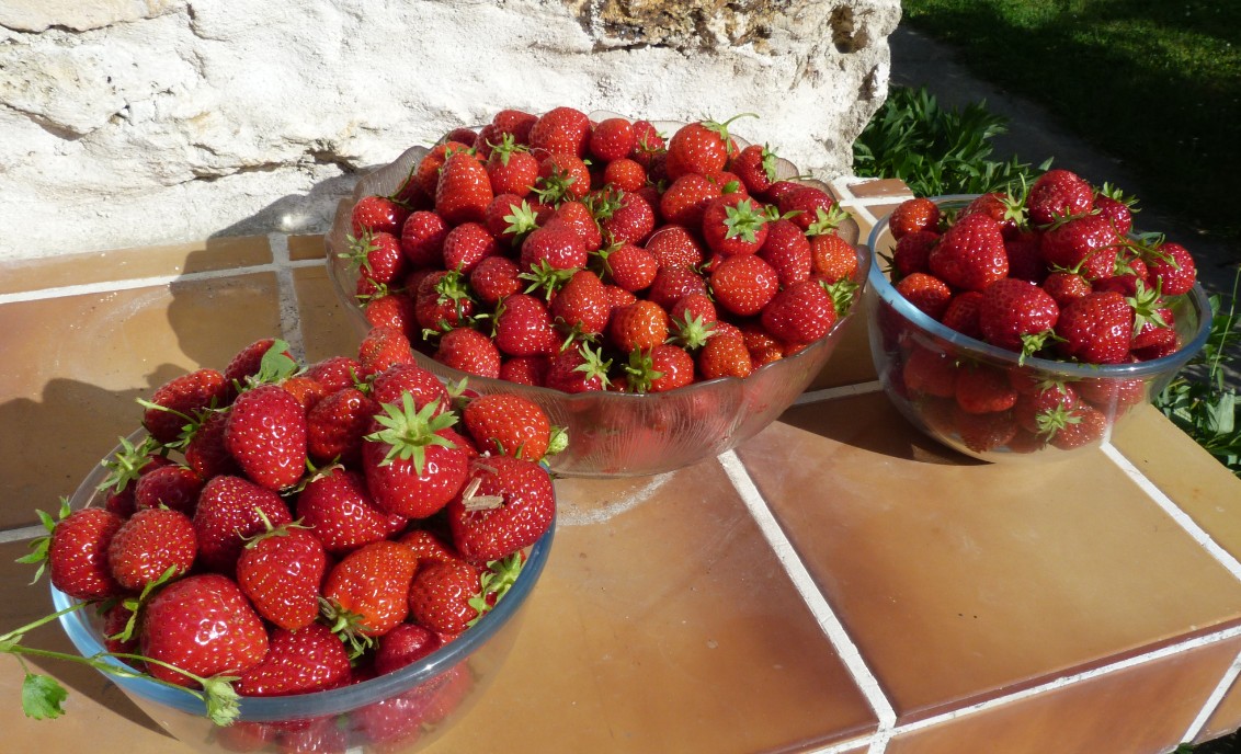 Pour les fraises bio maison... venez en été !